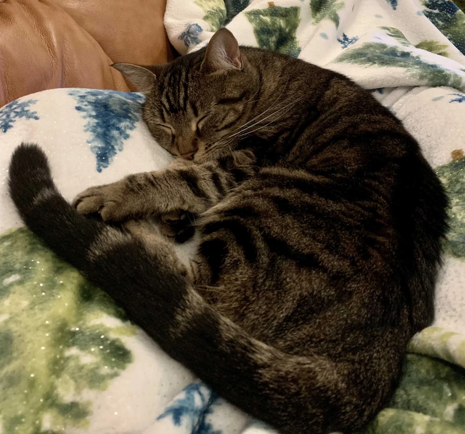 Lost cat in Decatur, GA, 30030