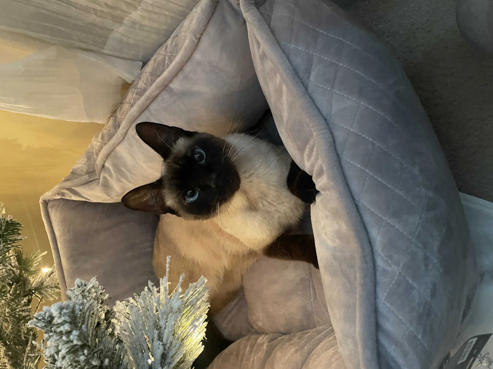 Lost cat in Raeford, NC, 28376