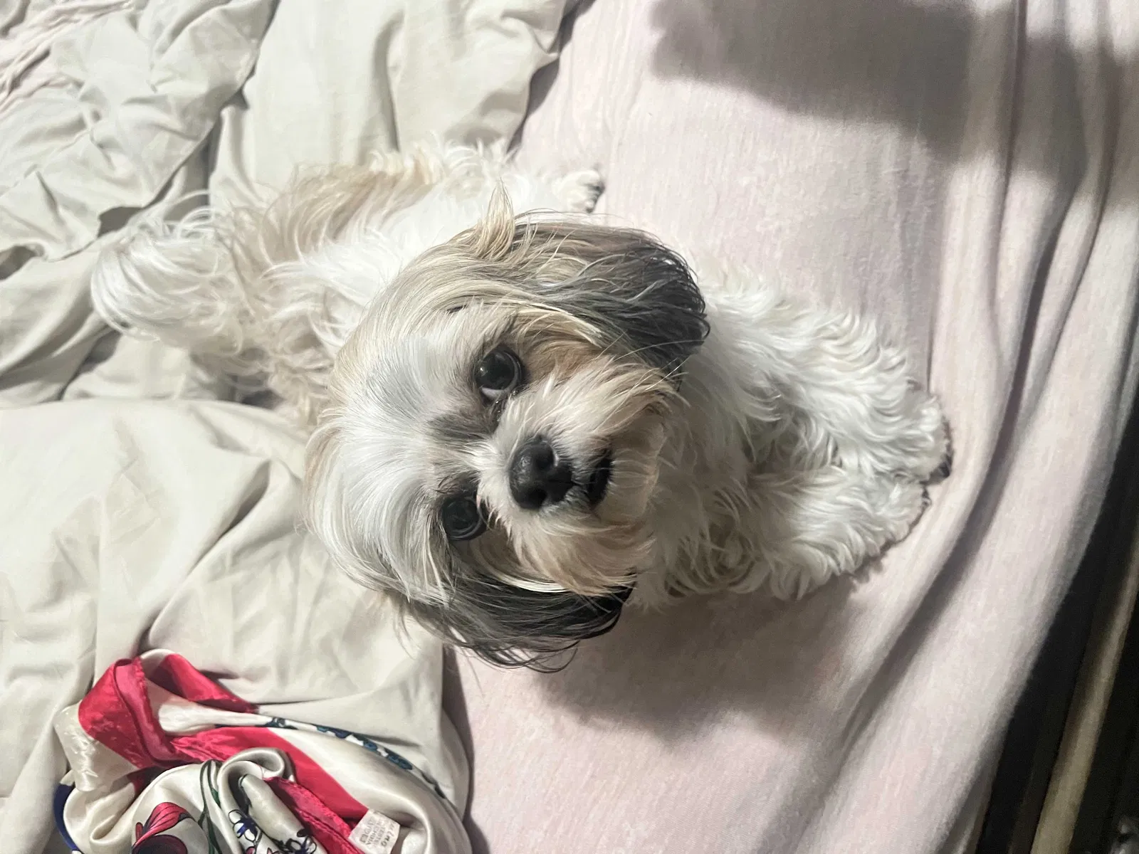 Lost dog in Richmond, CA, 94808