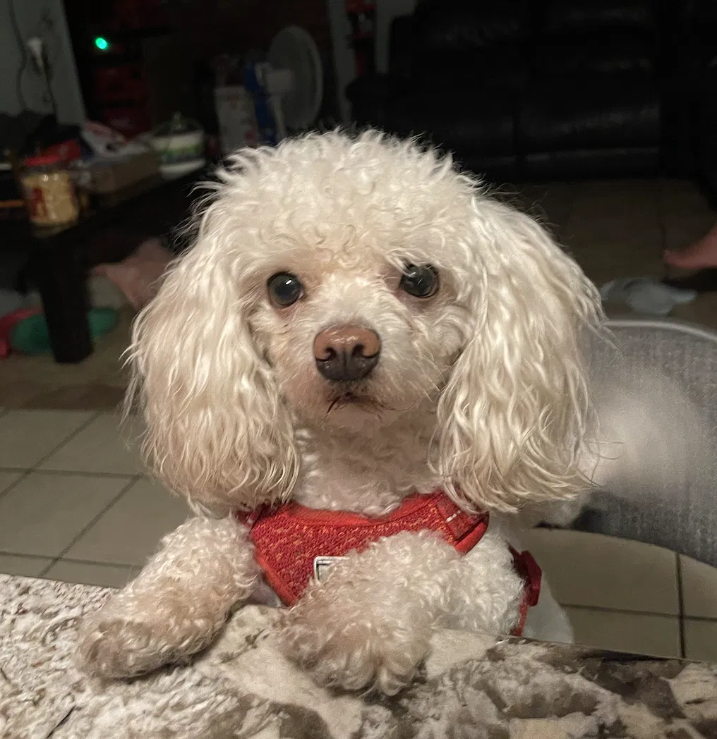 Lost dog in Anaheim, CA, 92804
