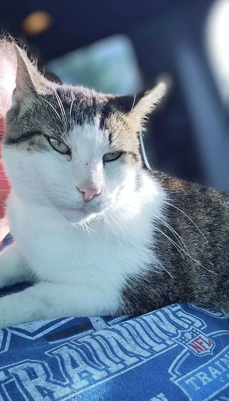 Lost cat in Indianapolis, IN, 46201