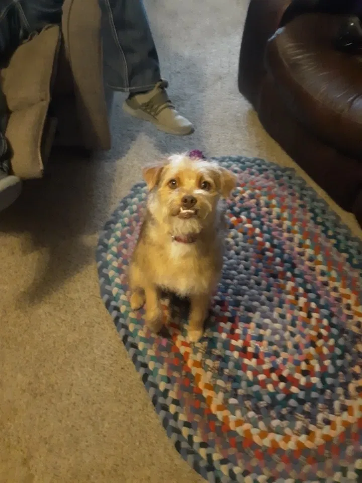 Lost dog in Pikeville, TN, 37367