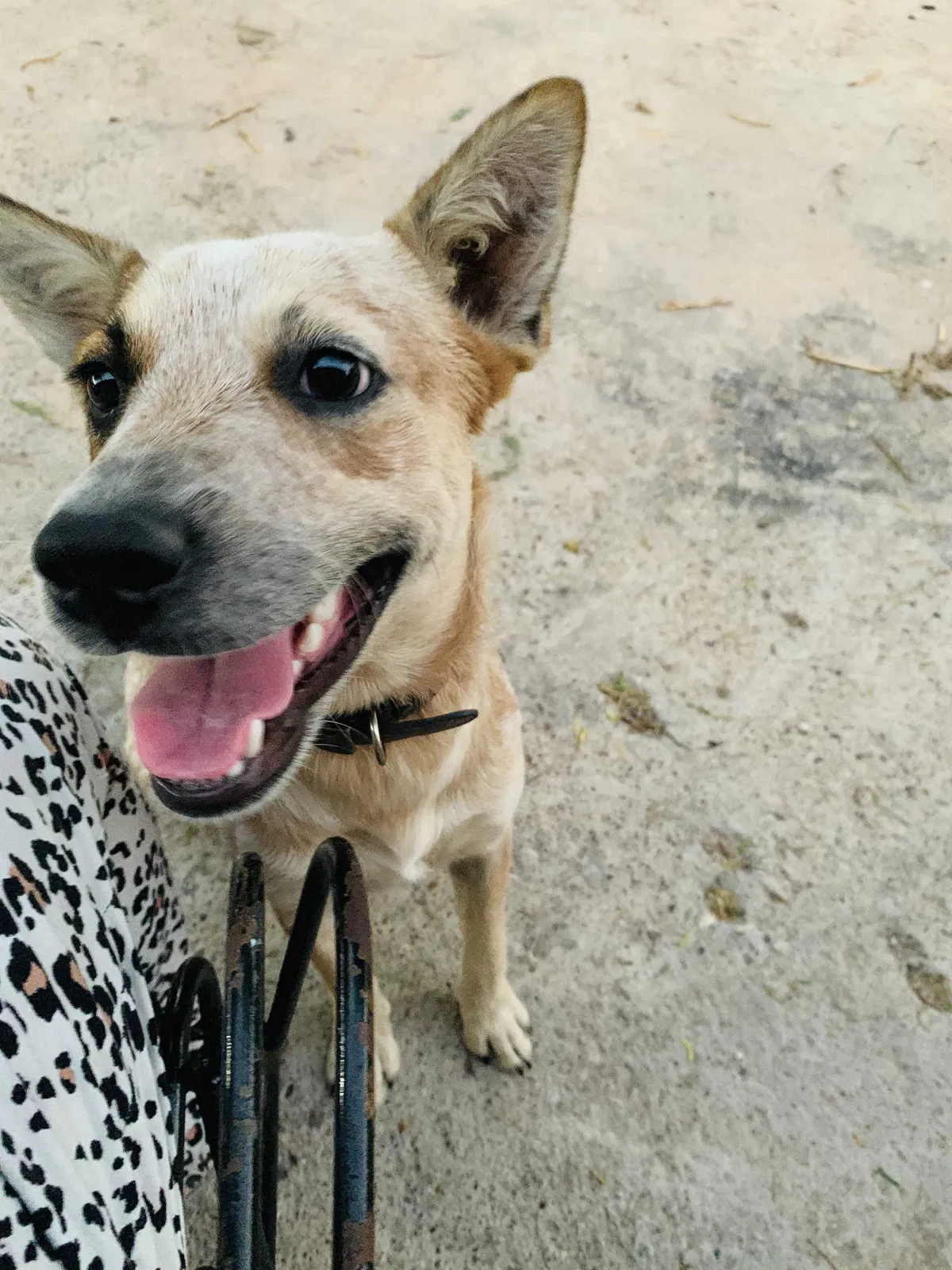 Lost dog in Edinburg, TX, 78542
