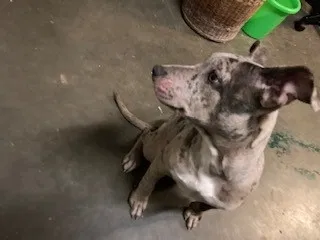 Found dog in Little Rock, AR, 72210
