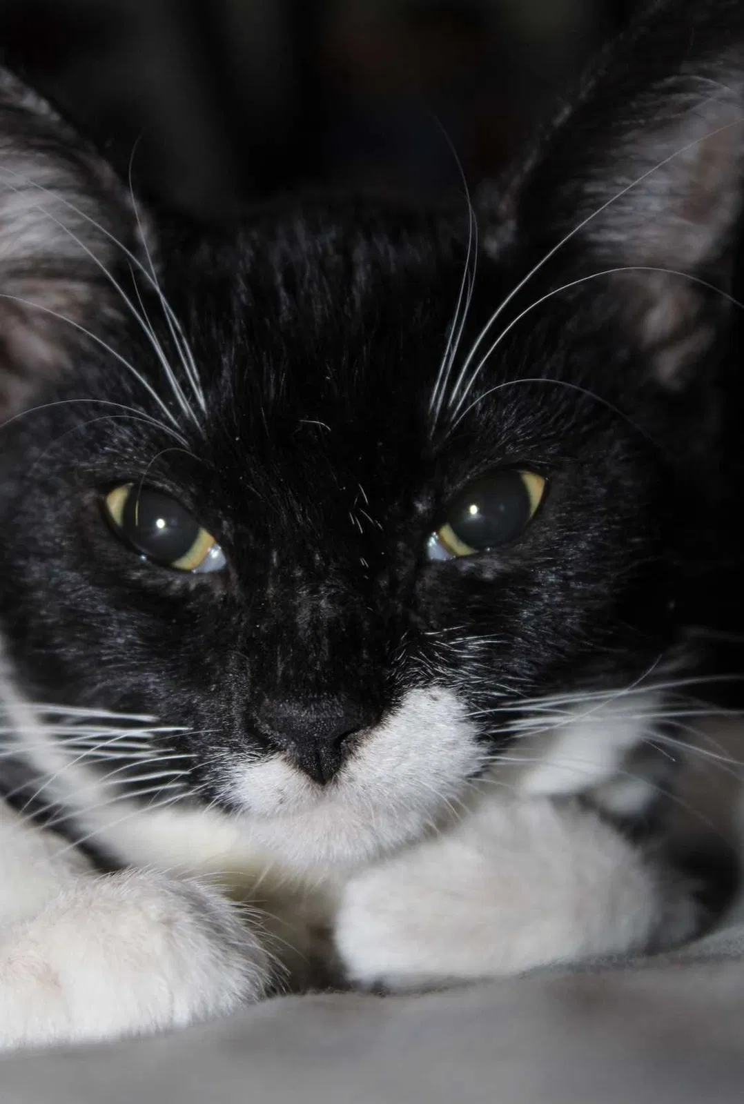 Lost cat in San Antonio, TX, 78210