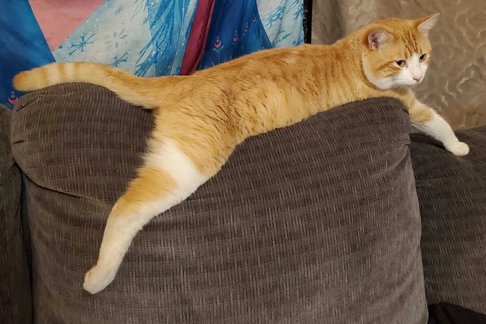 Lost cat in Erie, PA, 16503