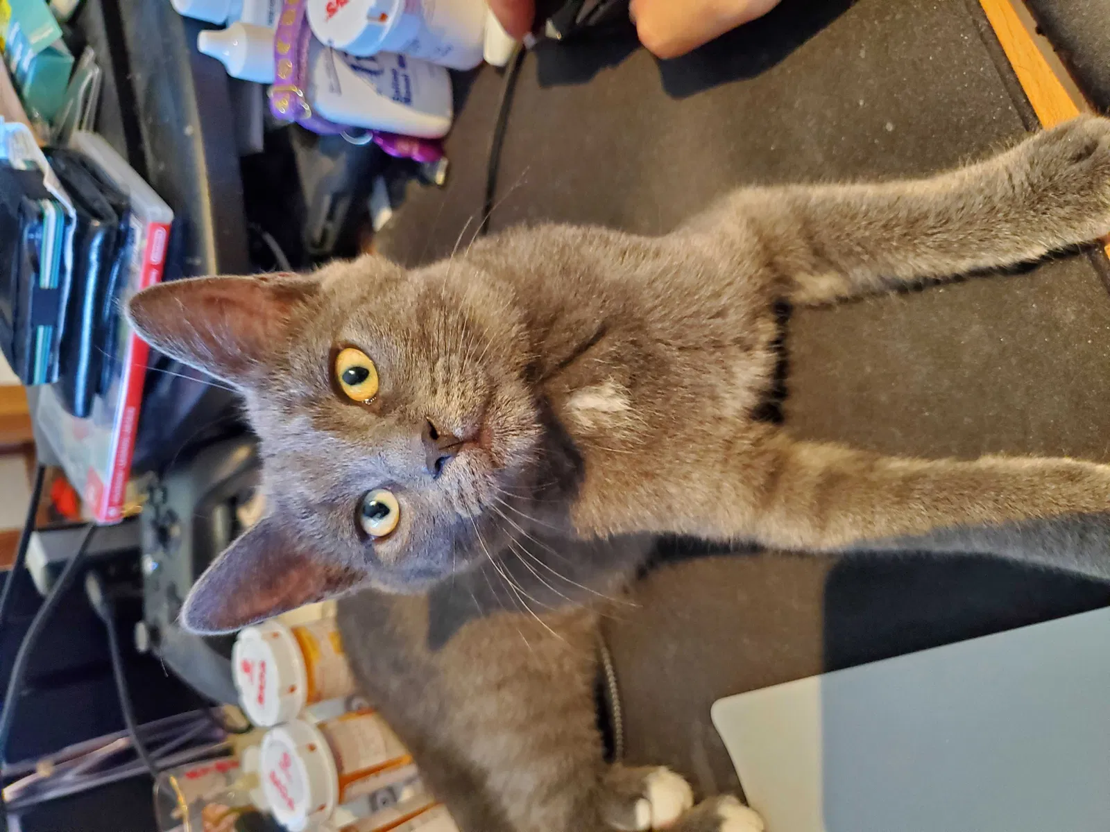 Lost cat in Bayside, NY, 11361
