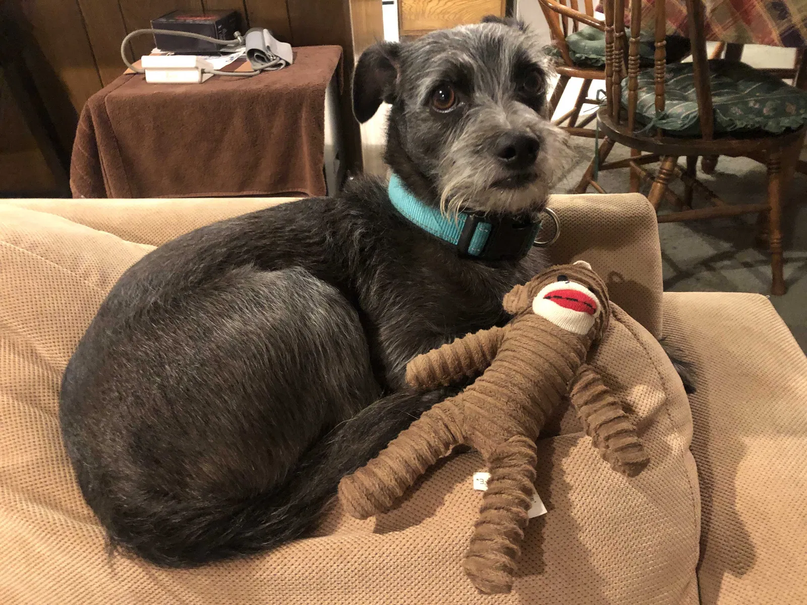 Lost dog in Cerritos, CA, 90703