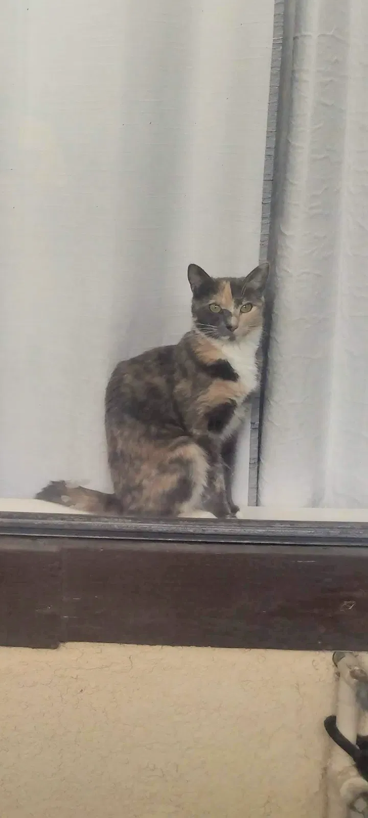 Lost cat in Bakersfield, CA, 93306