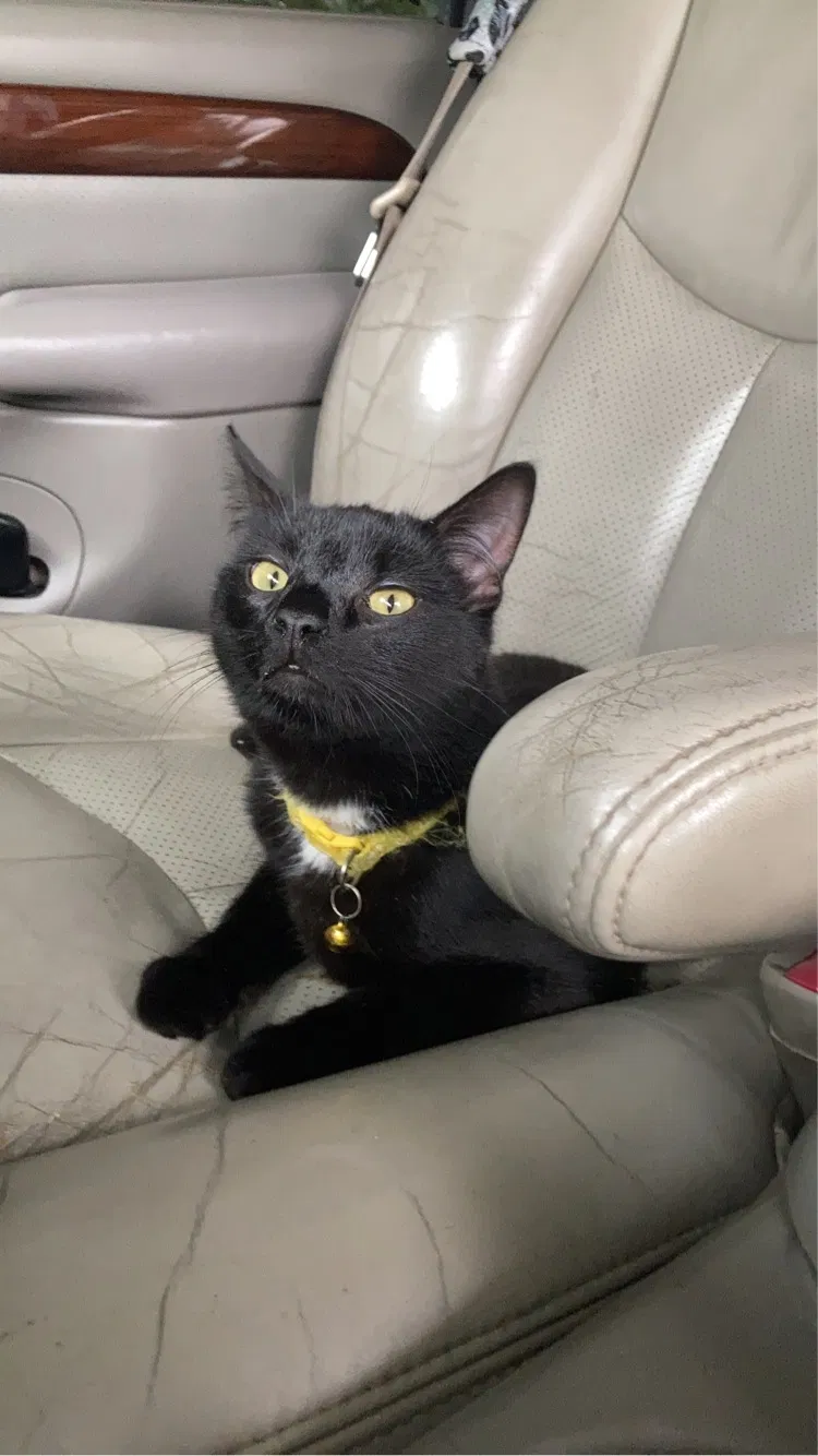 Lost cat in Sumter, SC, 29150