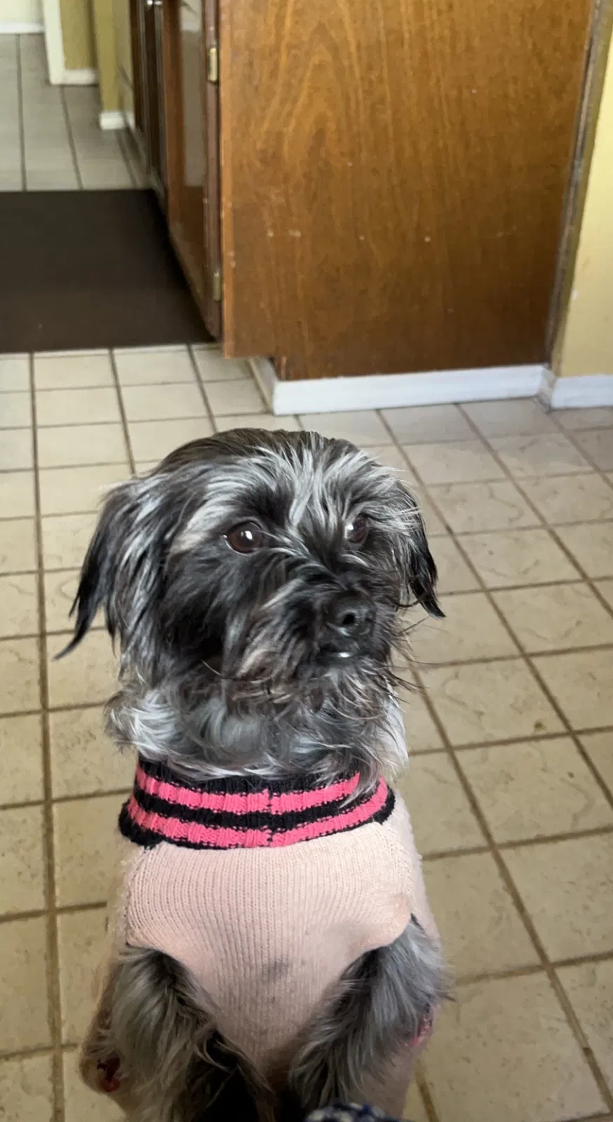 Lost dog in San Antonio, TX, 78233
