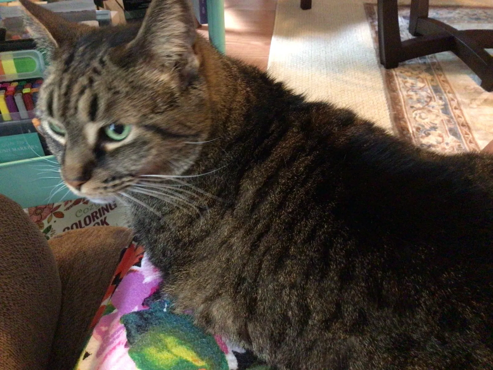 Lost cat in Bradenton, FL, 34208