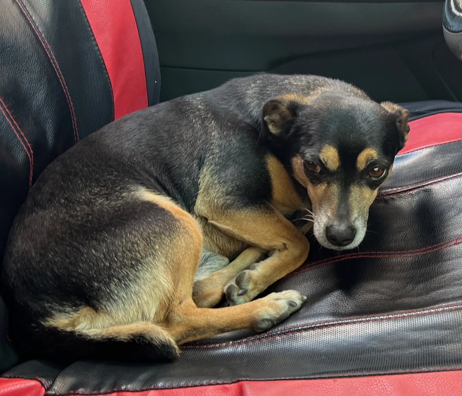 Lost dog in Los Angeles, CA, 90001