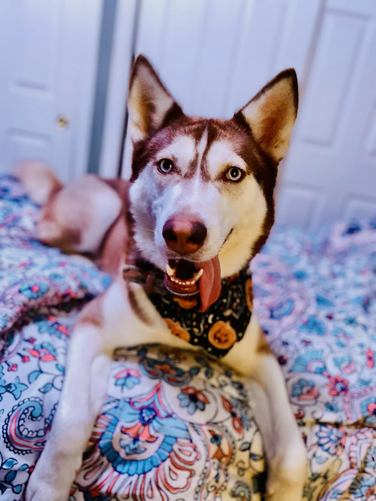 Lost dog in Prather, CA, 93651