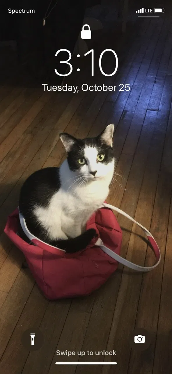 Lost cat in Macedonia, OH, 44056