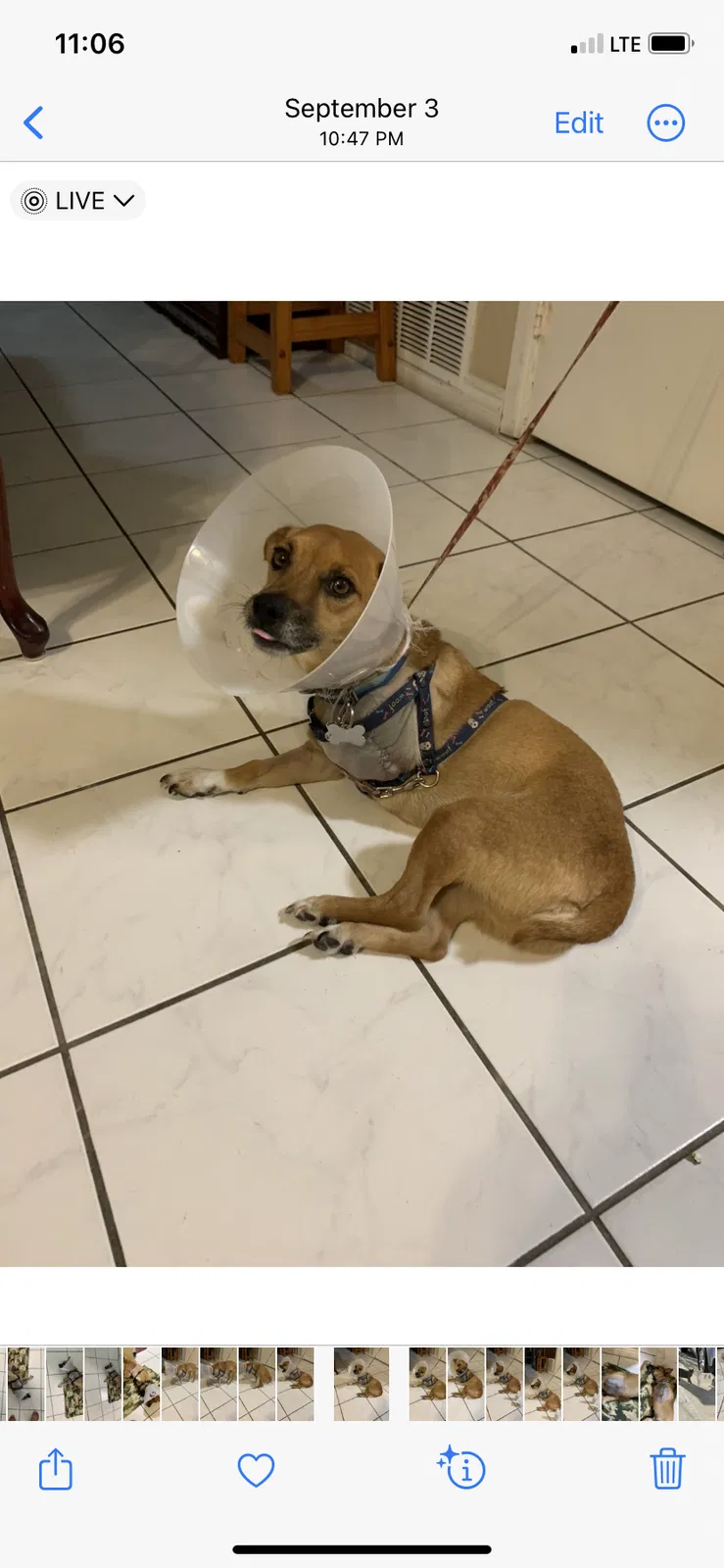 Lost dog in San Diego, CA, 92114