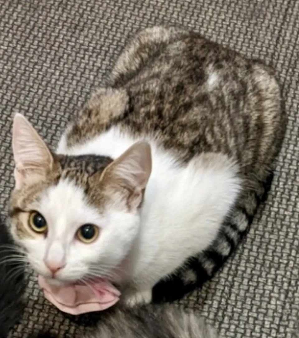 Lost cat in Fresno, CA, 93721