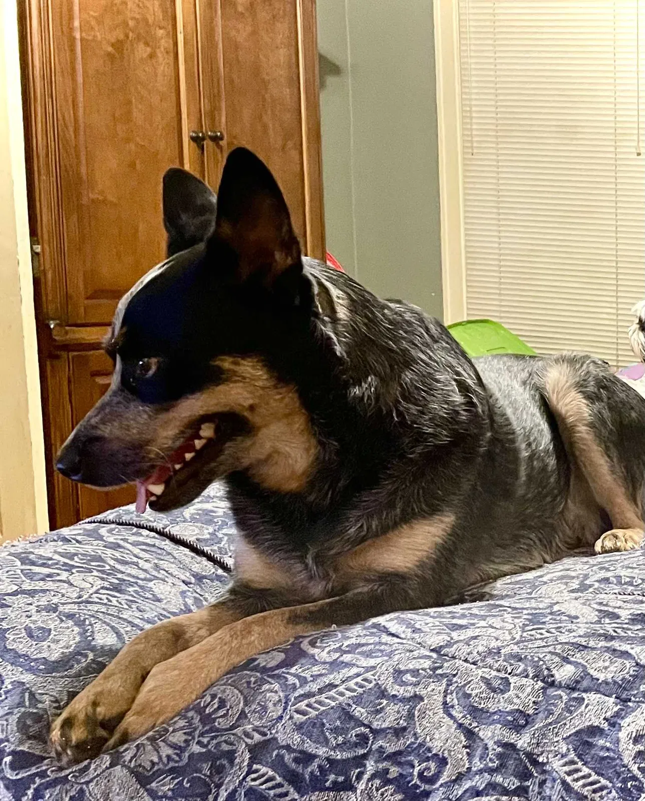 Lost dog in Benton, AR, 72015