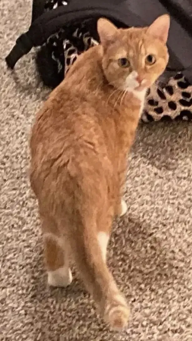 Lost cat in Tallahassee, FL, 32303