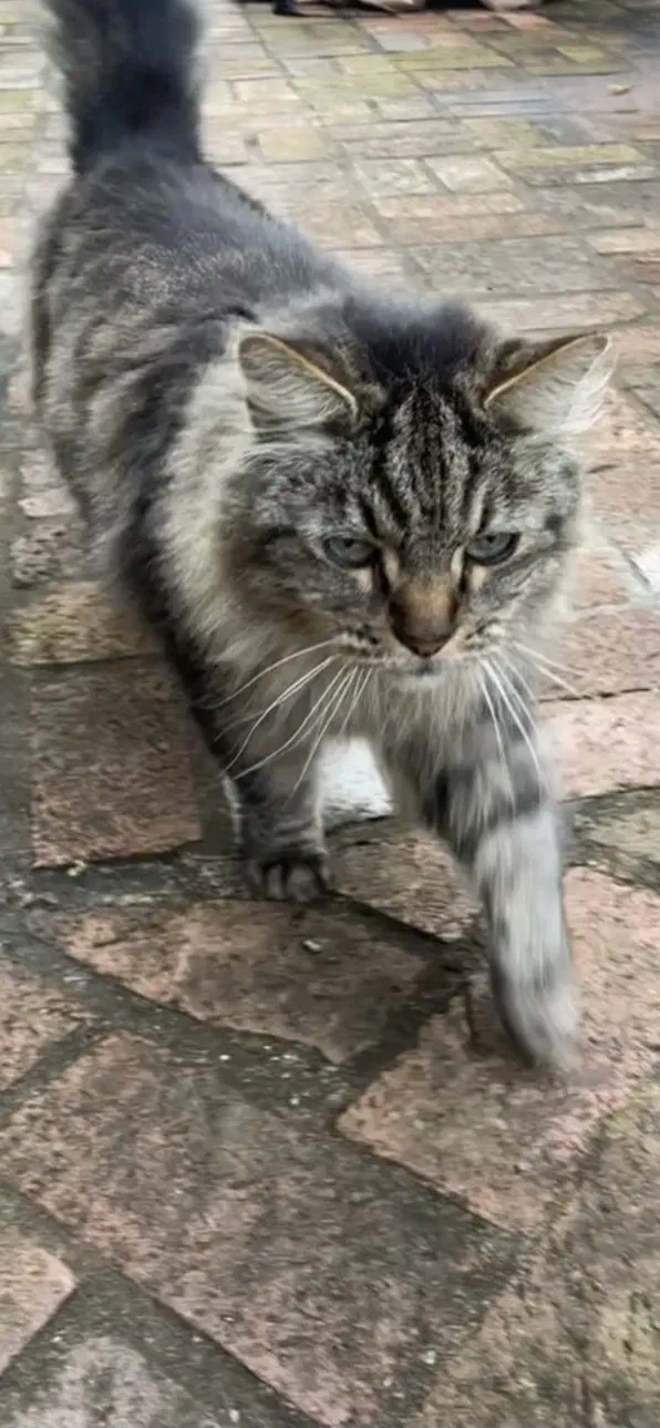 Lost cat in Chattanooga, TN, 37404