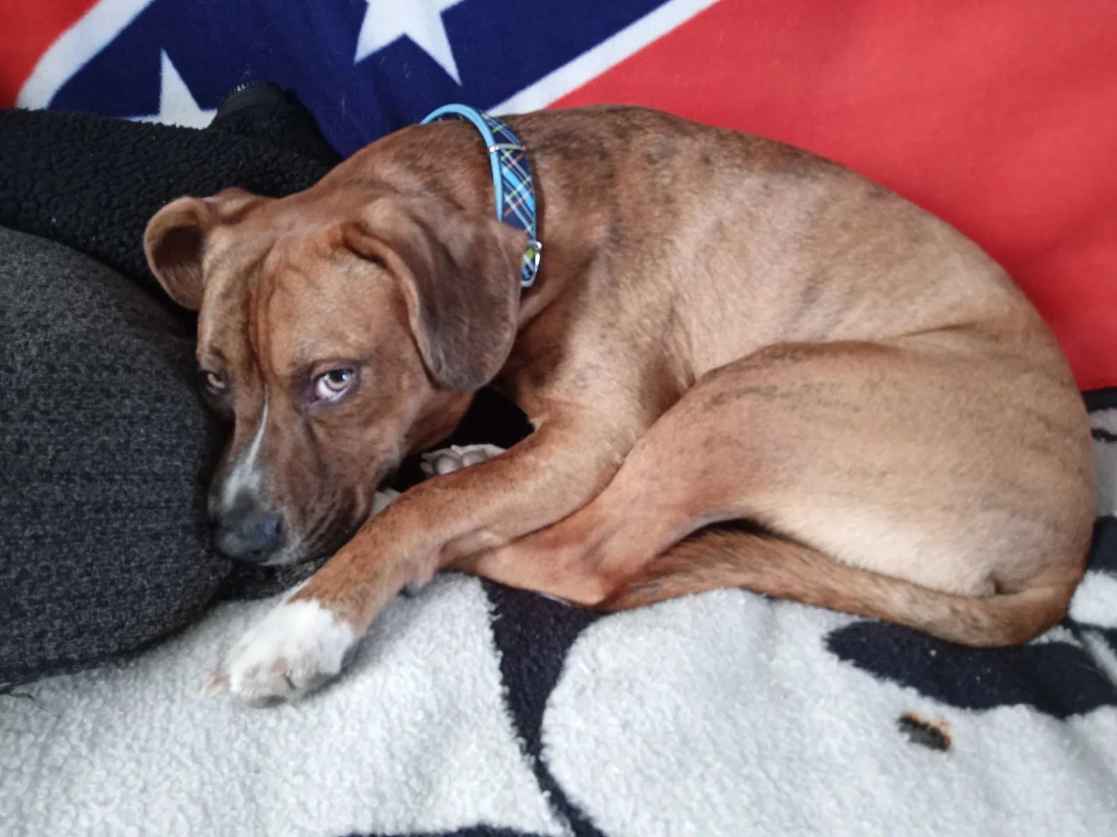 Lost dog in Shepherdsville, KY, 40165