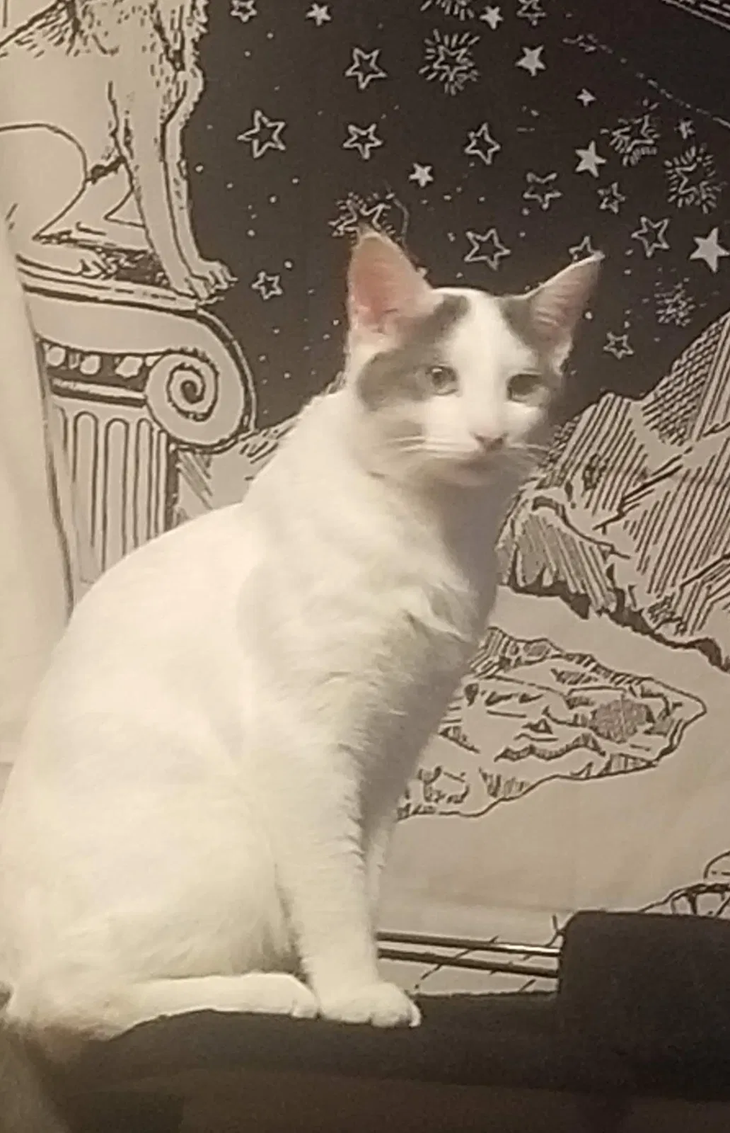 Lost cat in Spotsylvania, VA, 22551