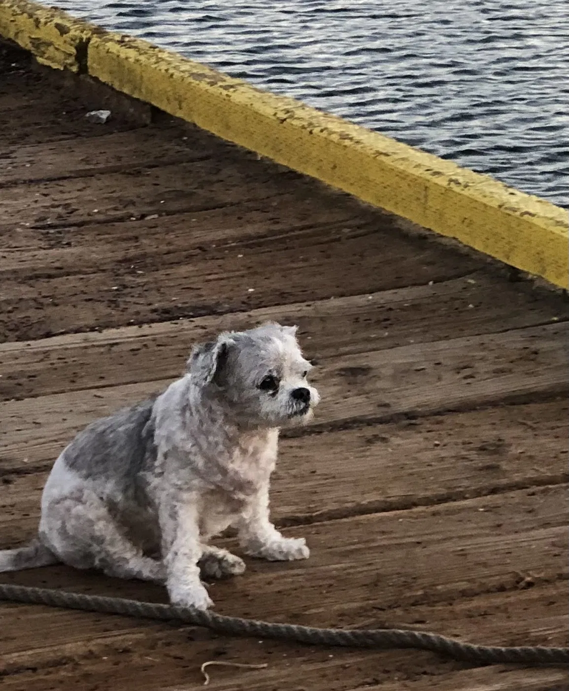 Lost dog in Oxnard, CA, 93030