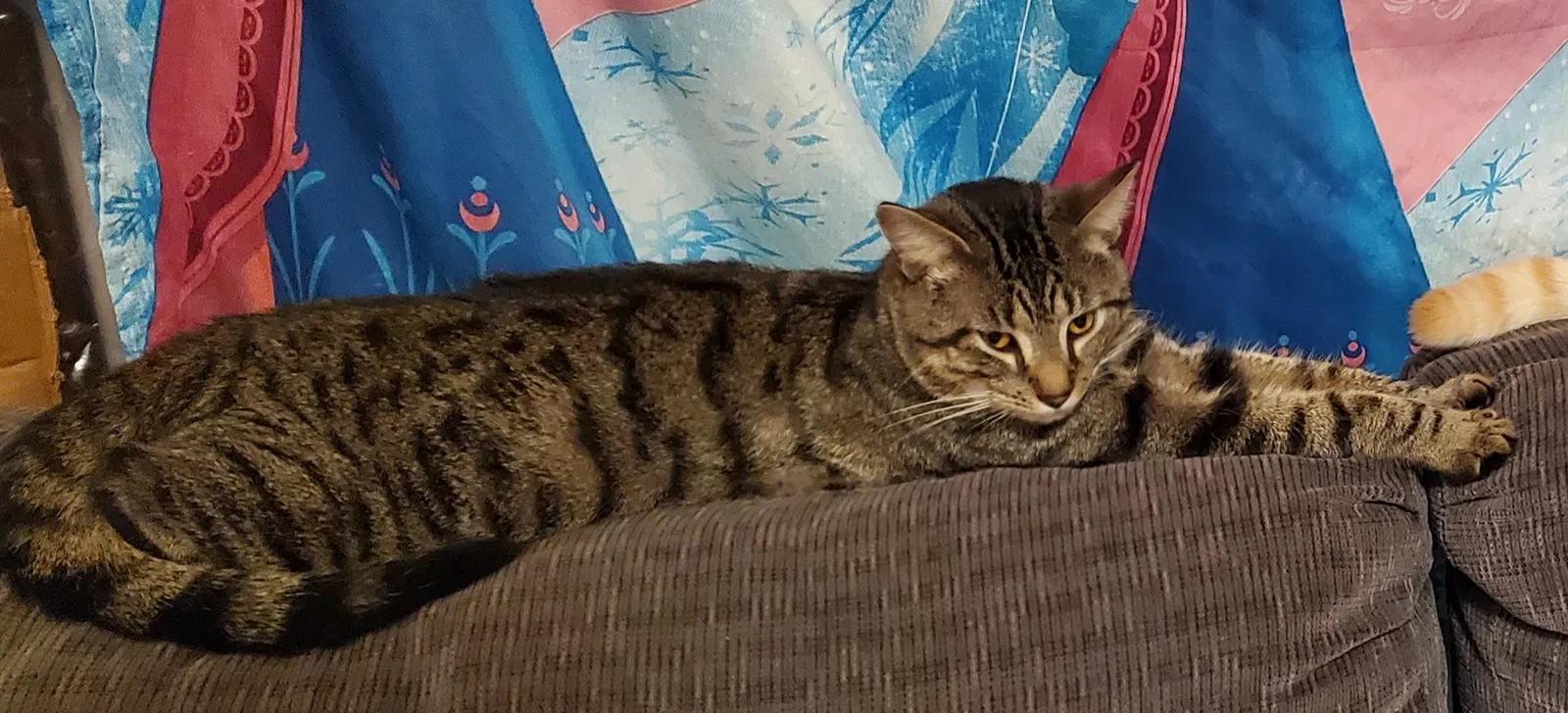 Found cat in Erie, PA, 16503