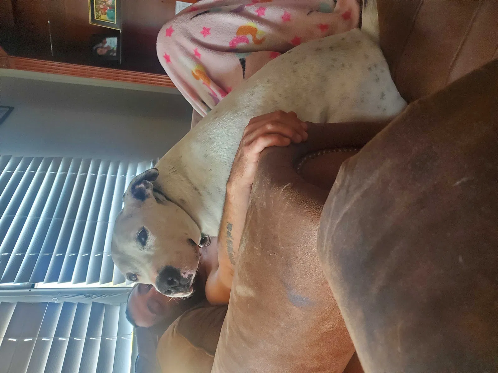 Lost dog in Fayetteville, NC, 28312