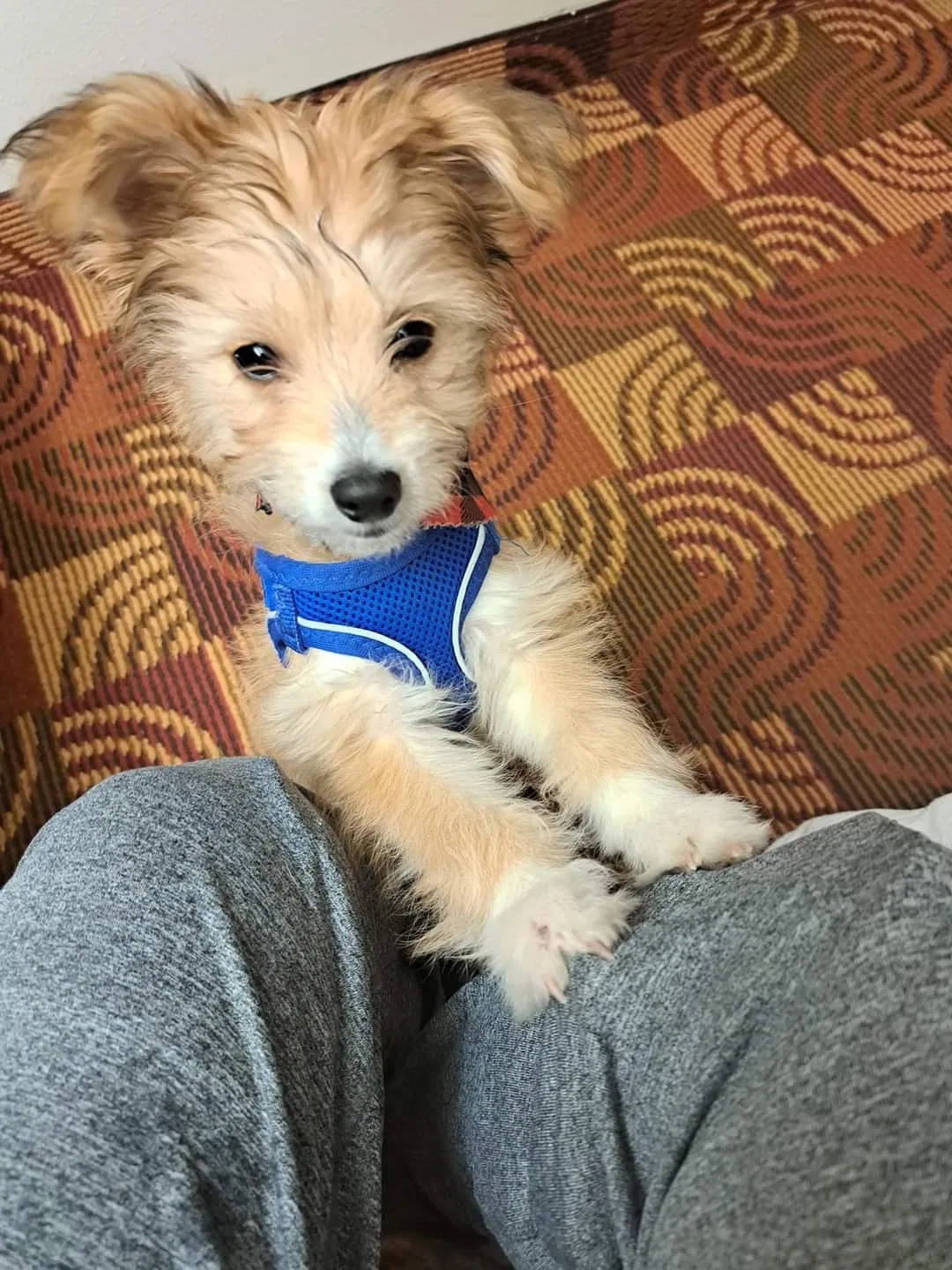 Lost dog in Unknown, TX, 0