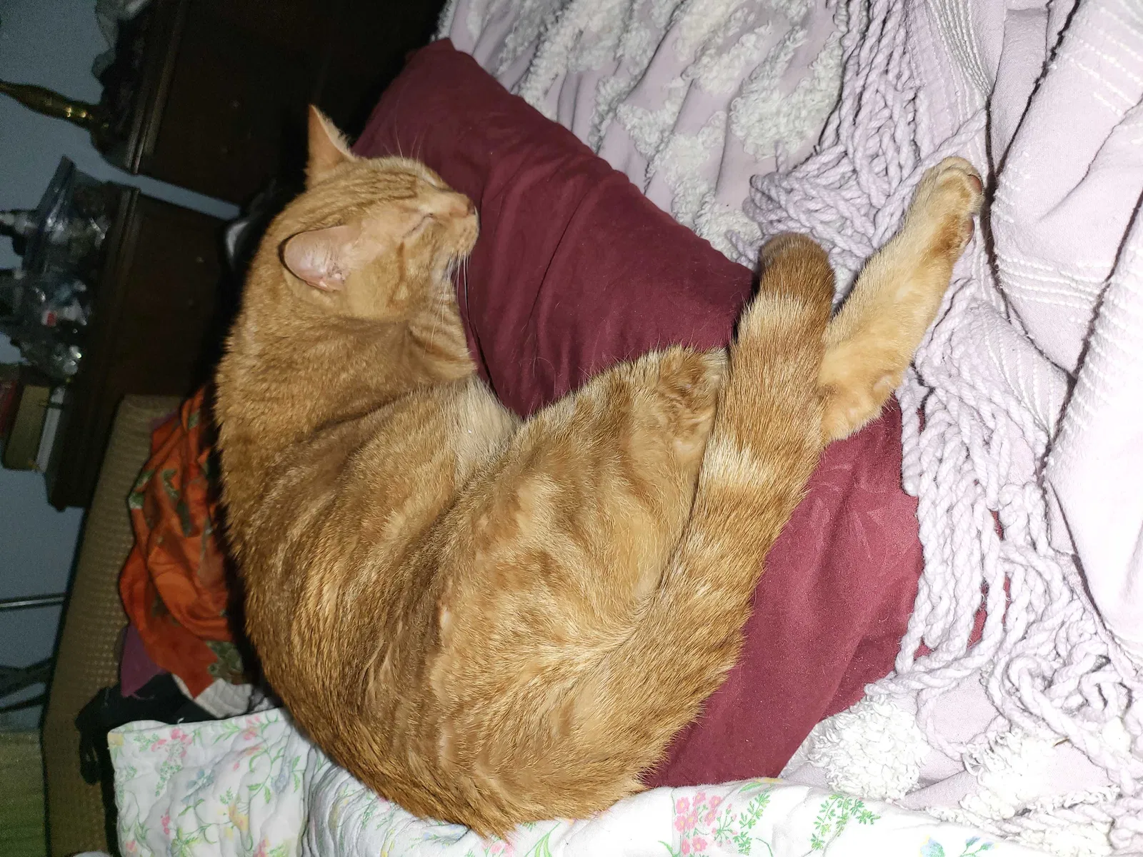 Lost cat in Port Saint Lucie, FL, 34953