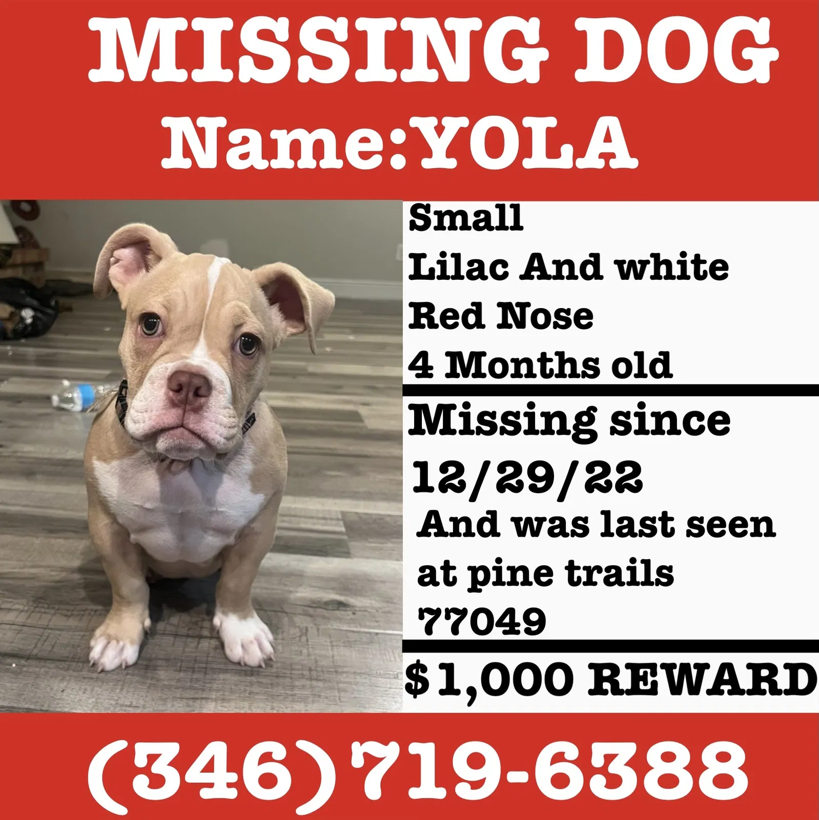 Lost dog in Houston, TX, 77049