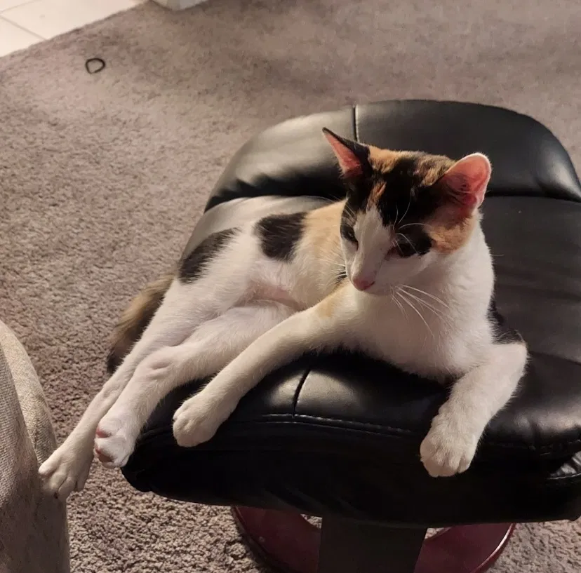 Lost cat in North Las Vegas, NV, 89032