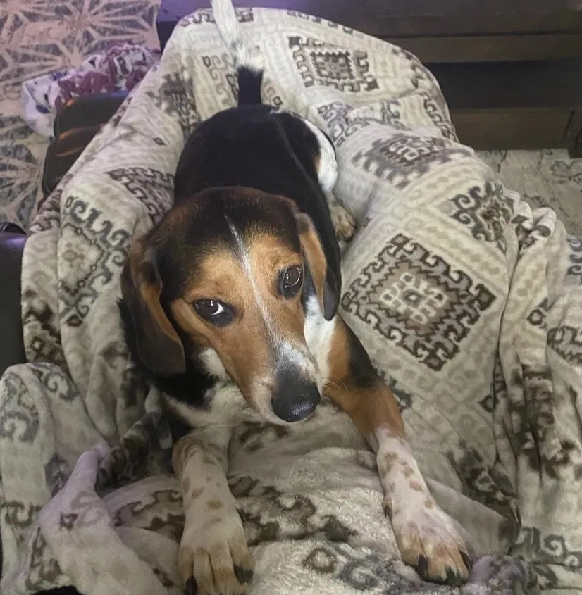 Lost dog in Valrico, FL, 33594