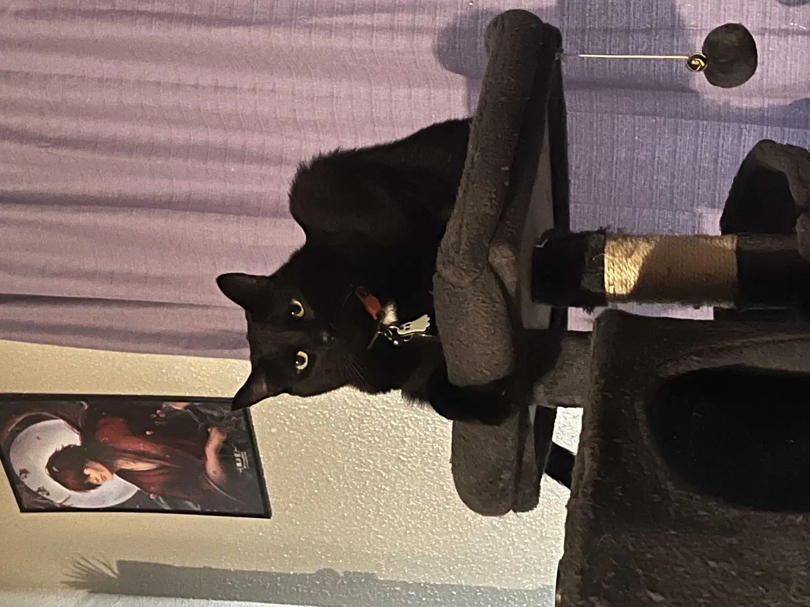 Lost cat in San Antonio, TX, 78240