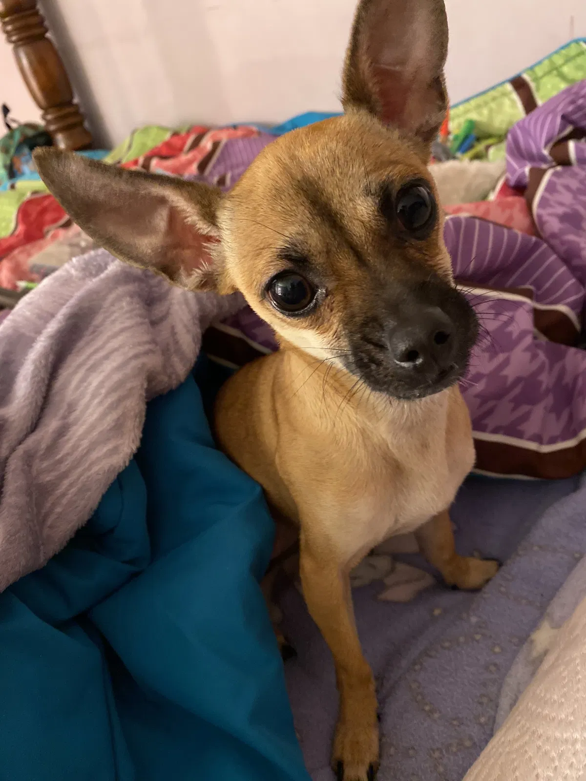 Lost dog in Killeen, TX, 76541