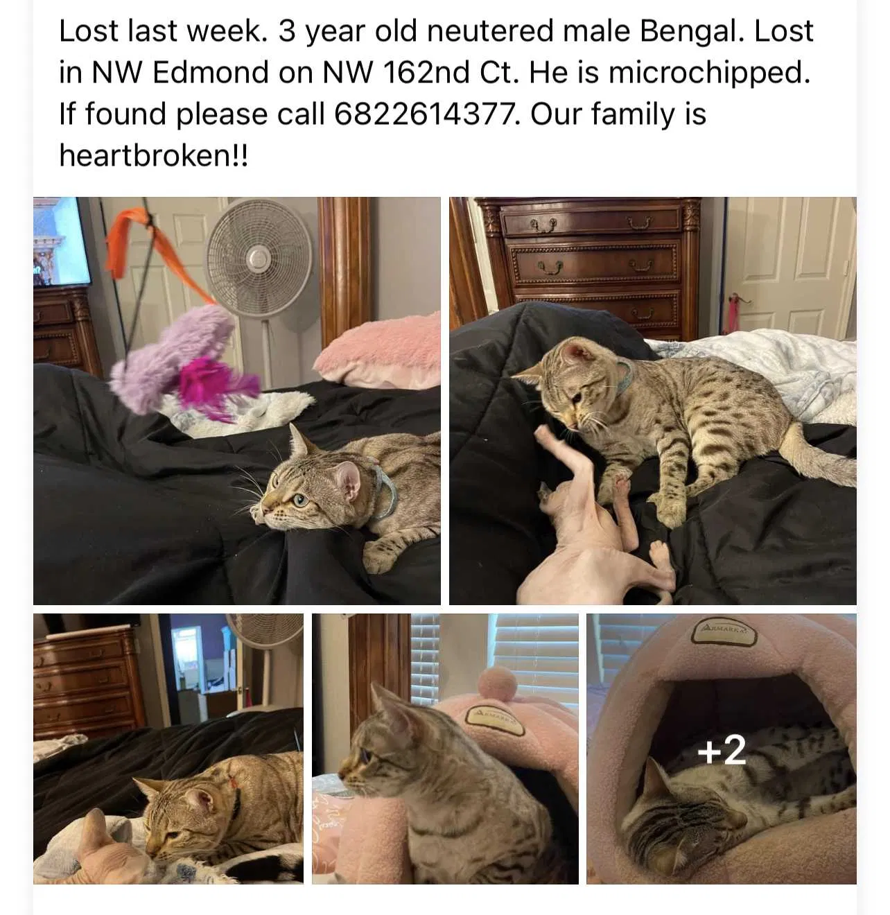 Lost cat in Edmond, OK, 73013