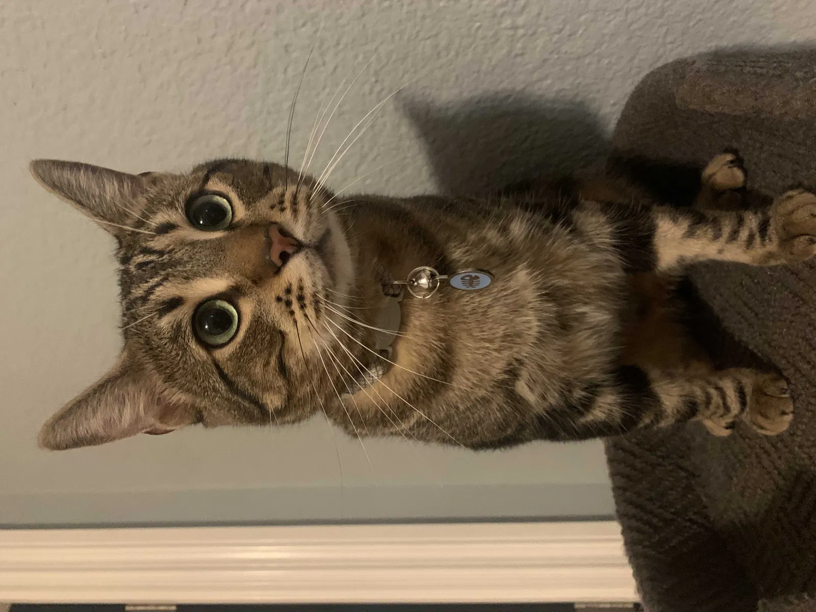 Lost cat in Los Angeles, CA, 90037