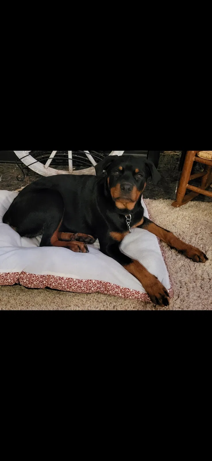 Lost dog in Milan, MI, 48160