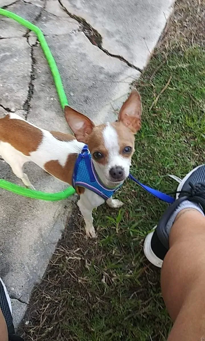 Lost dog in Haines City, FL, 33844