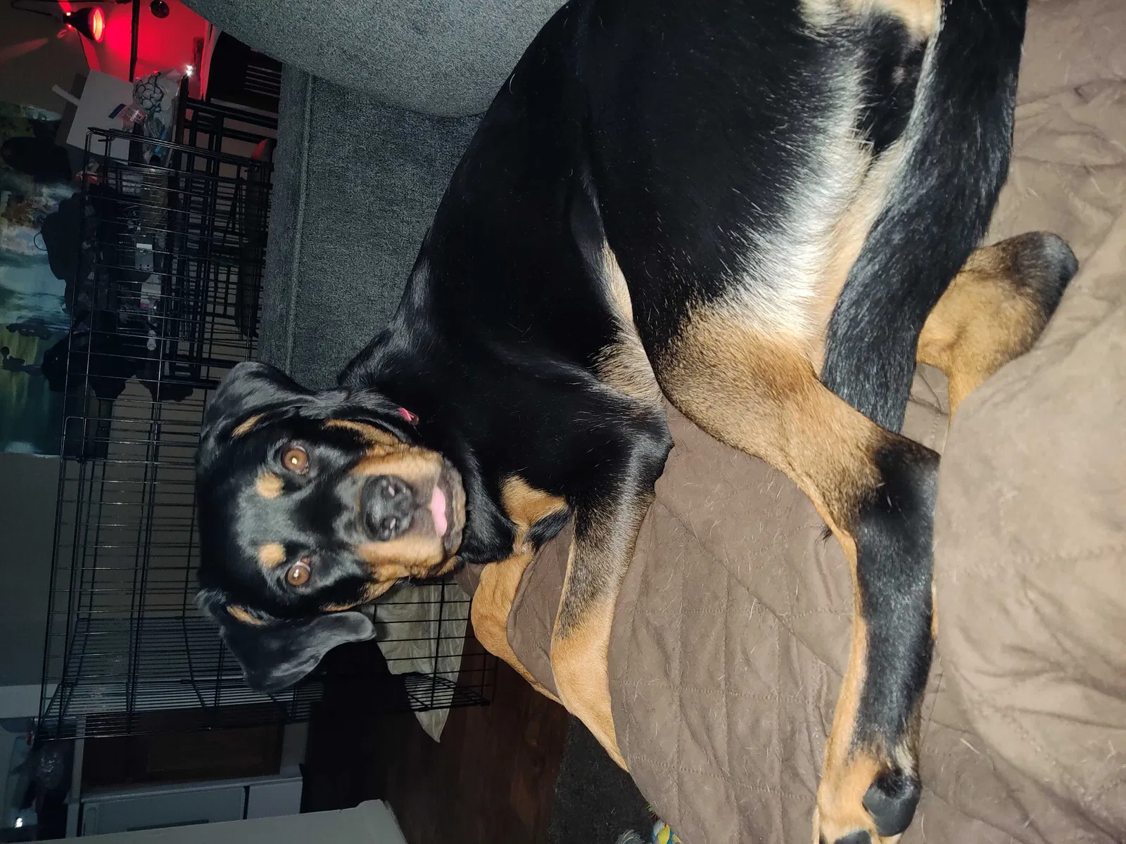 Lost dog in Los Lunas, NM, 87031