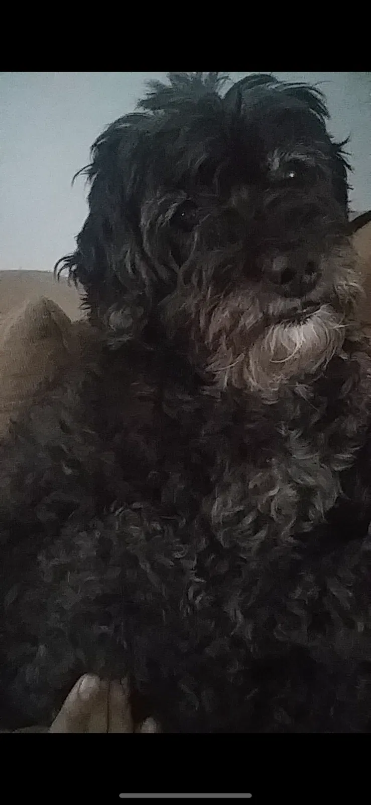 Lost dog in Magna, UT, 84044