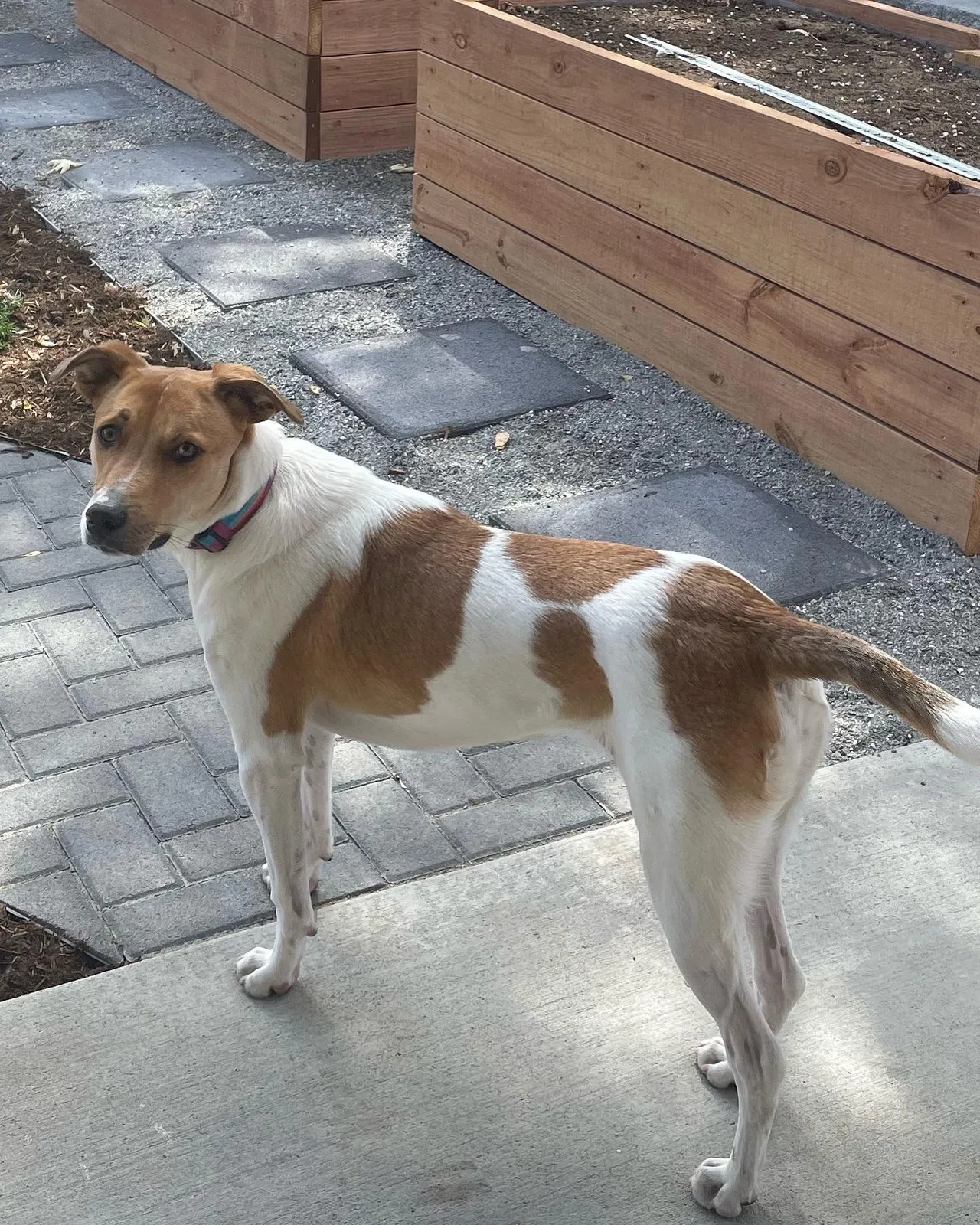 Lost dog in Aurora, CO, 80010