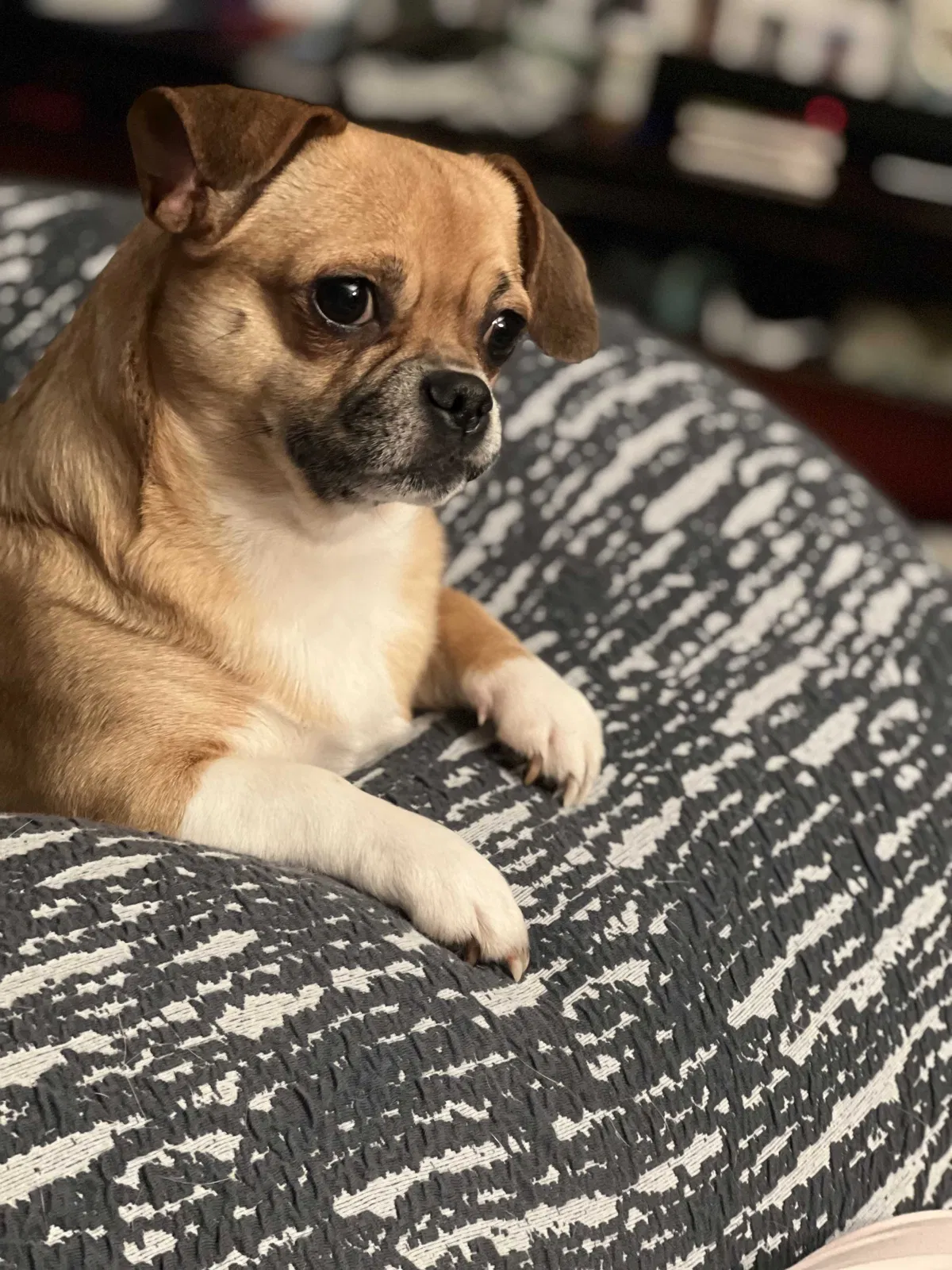 Lost dog in Newburgh, NY, 12550