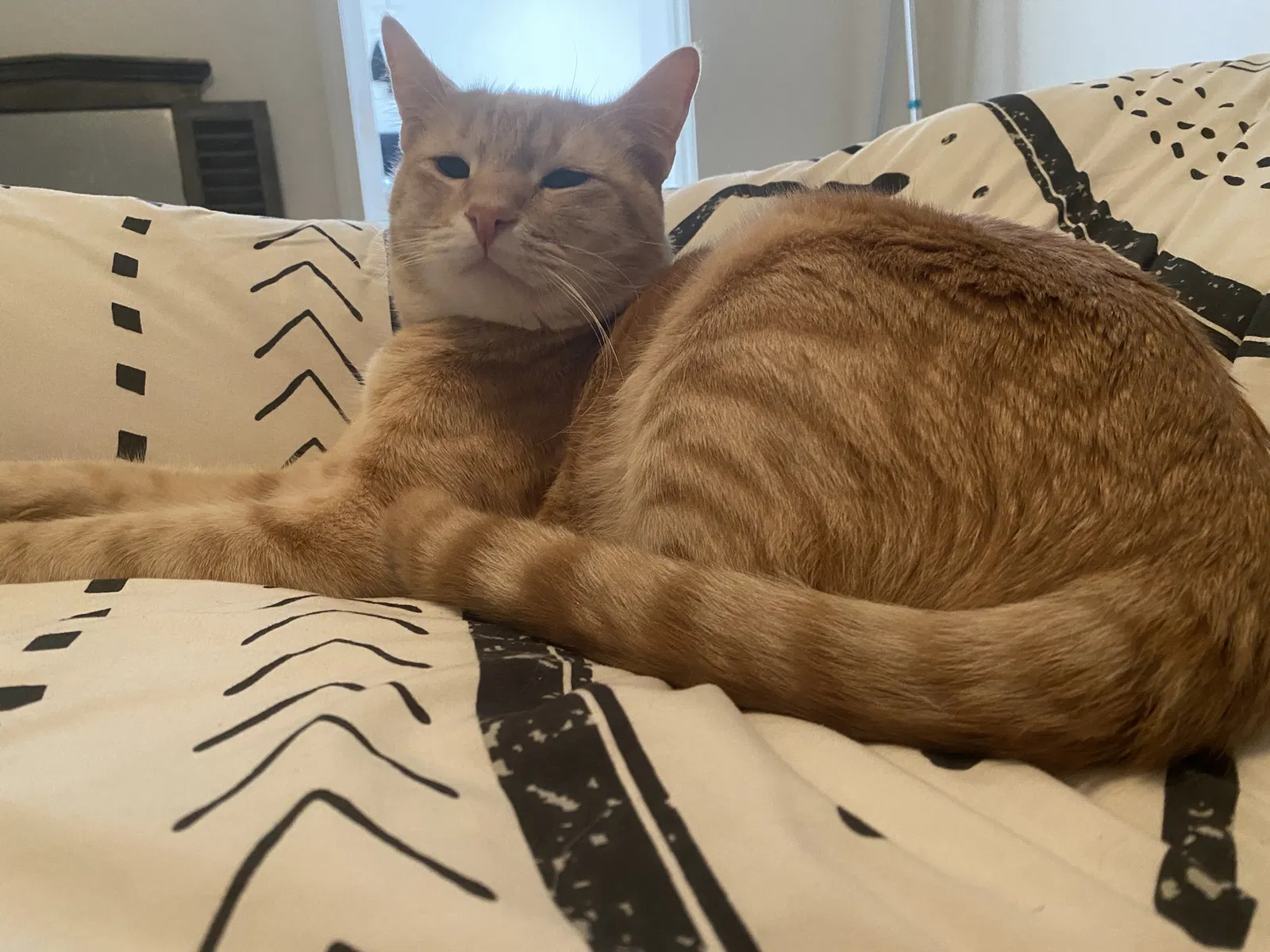 Lost cat in San Diego, CA, 92123