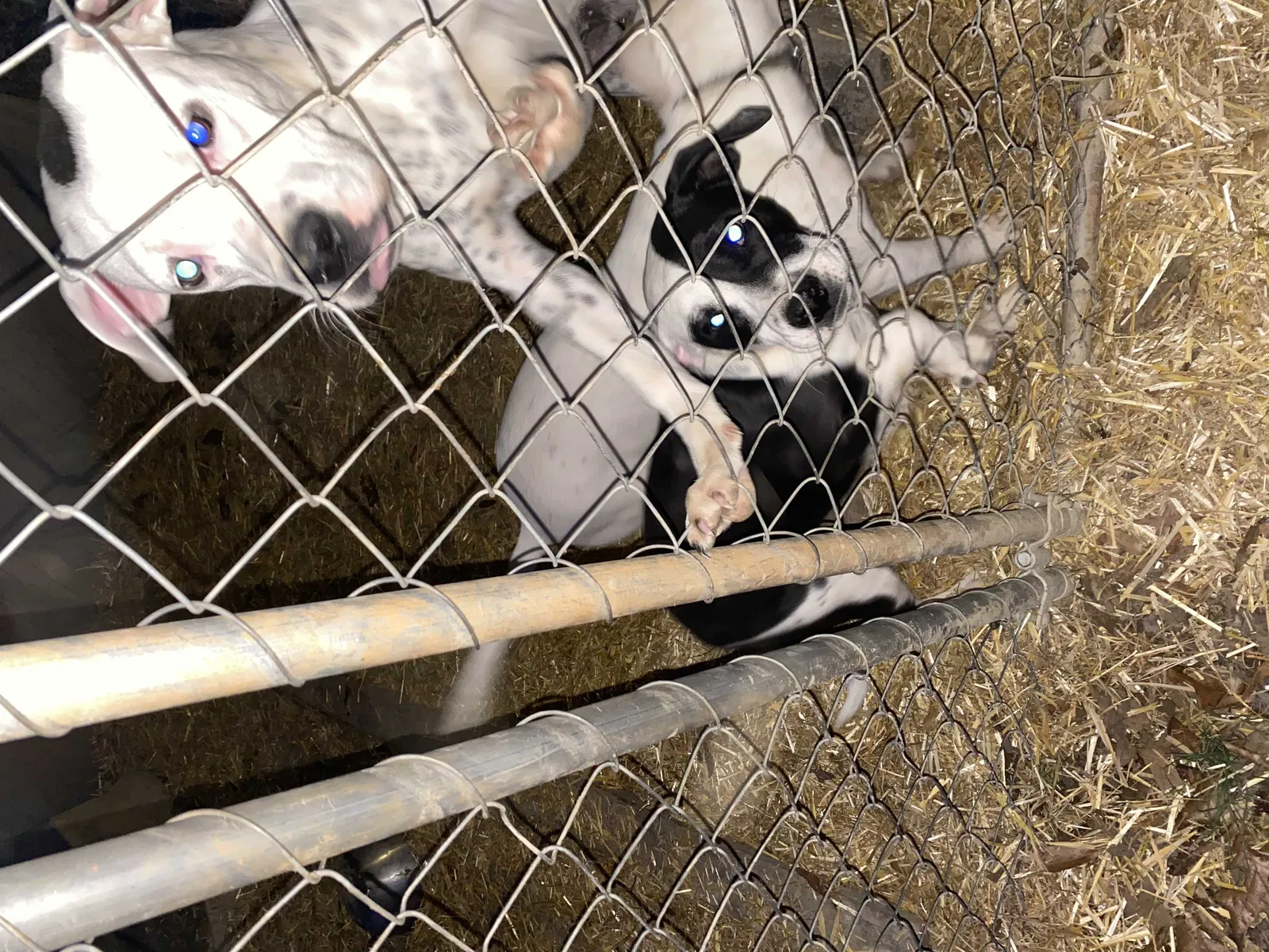 Lost dog in Lancaster, SC, 29720