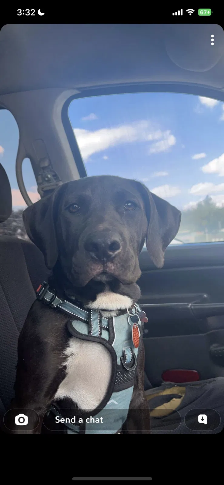 Lost dog in Orlando, FL, 32822