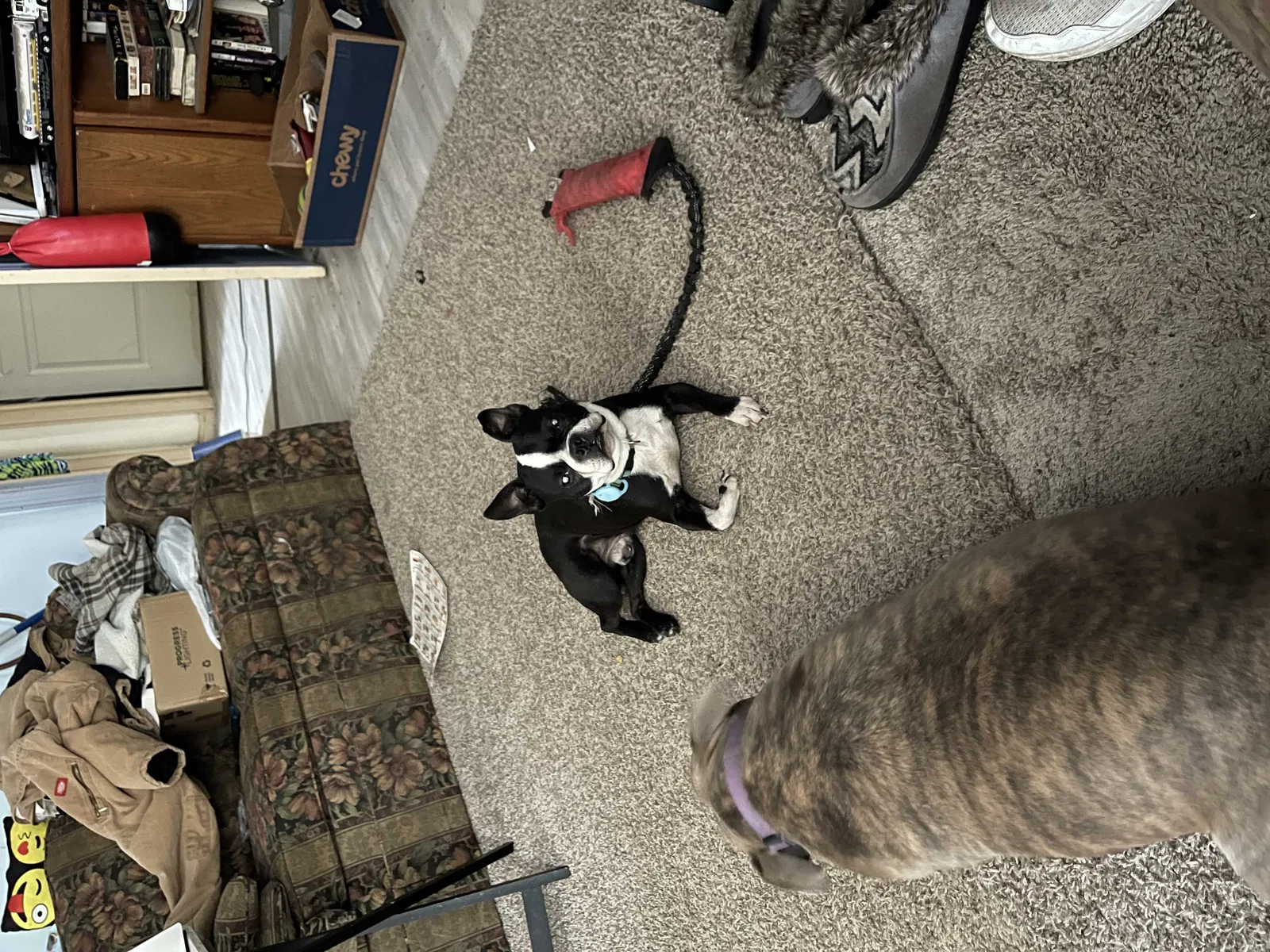 Lost dog in Jacksonville, FL, 32208