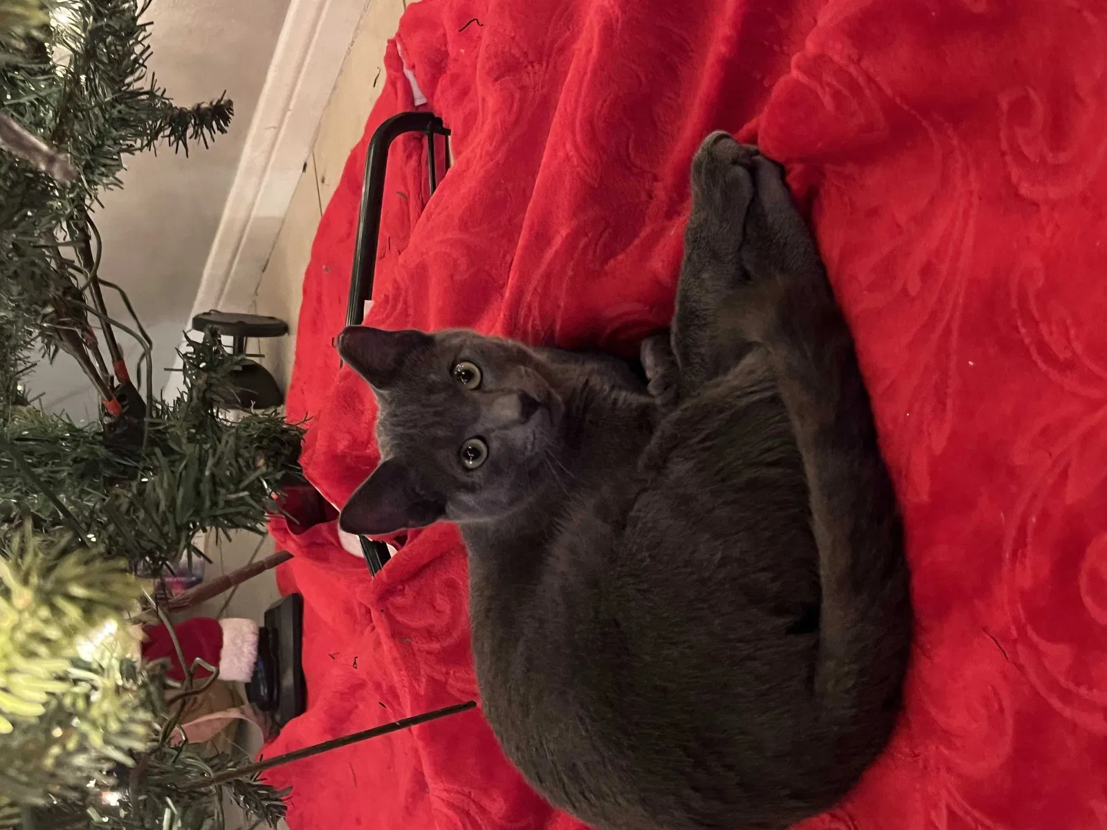 Lost cat in Houston, TX, 77034