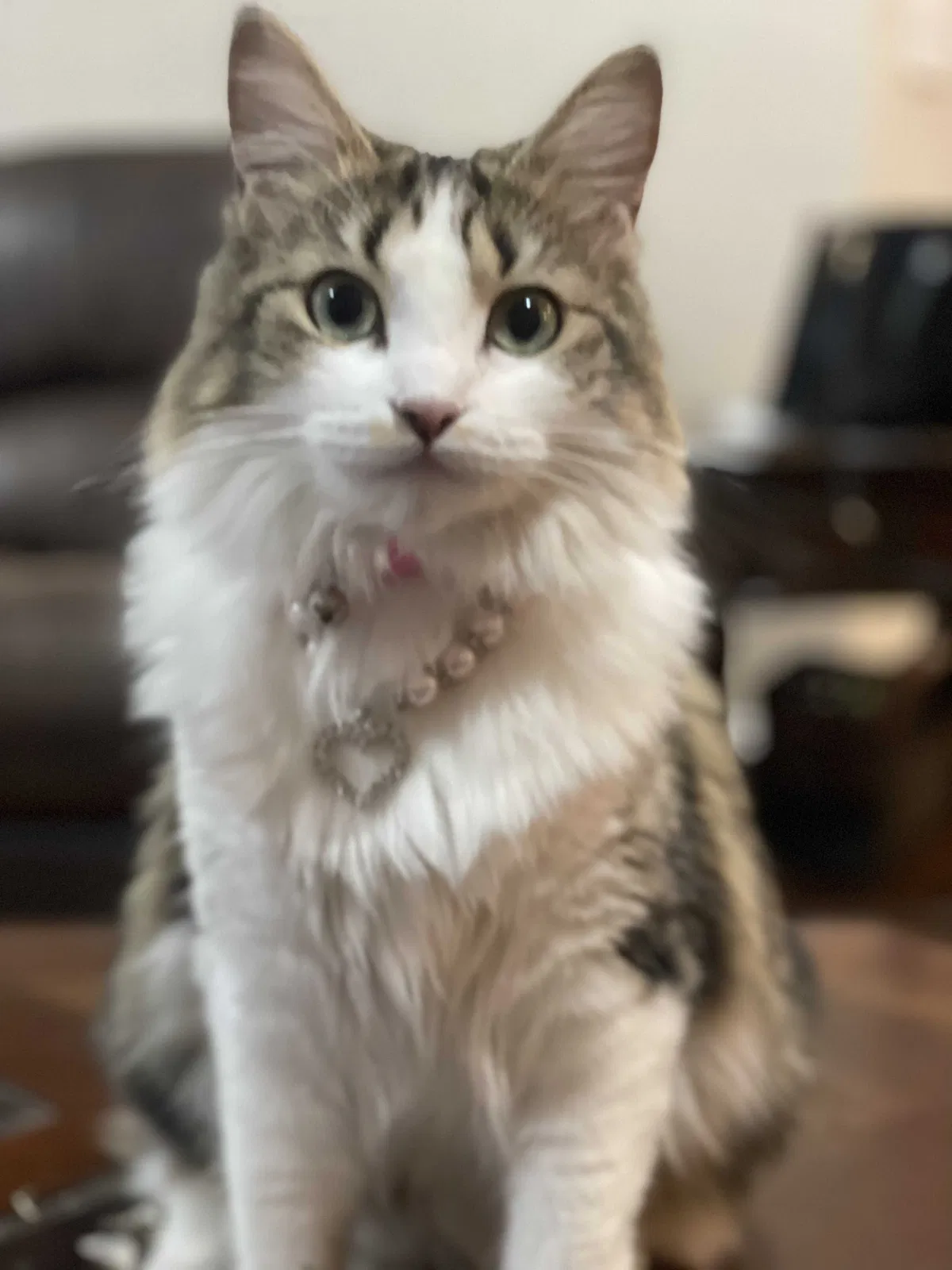 Lost cat in Las Vegas, NV, 89131